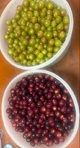 Fresh Red & Bronze Muscadines