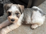 CKC Mini Schnauzer Pups!