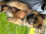 German Shepherd Pups
