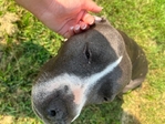 I’m looking for a forever home