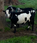 Nigerian Dwarf Goats