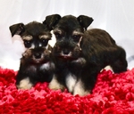 Toy/Miniature Schnauzer Male Puppies
