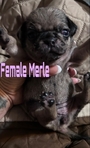 Pug puppys