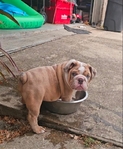Lilac Tri Blue-eyed Merle English Bulldog
