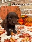 Lab Puppies