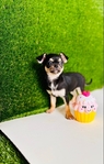 Chihuahua puppies