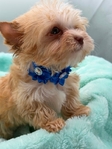 AKC Extra Tiny Male & Female Blonde Parti Yorkies