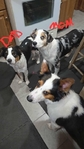 Full blooded Australian shepherds