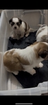 super cute shih tzu puppies