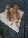 French Bulldog Puppies