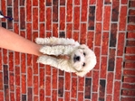 Toy poodle boys