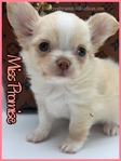 Sweet Promise AKC Applehead Longcoat Female