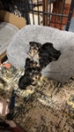 Gorgeous YorkiPoo Pups                              $800