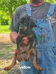 AKC Doberman Pinscher puppies