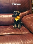 Miniature Schnauzers 1 Female,  4 Males