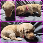 AKC Labrador Retriever Puppies
