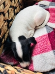 Chihuahua Rat terrier Mix