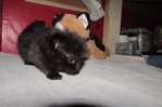 Ragdoll kittens for sale