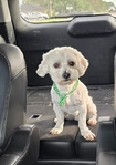 Rehoming Maltipoo