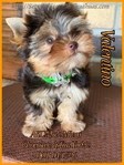 AKC Gorgeous Male Yorkies