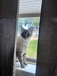 Free Cats to good home