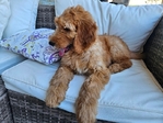 Female Goldendoodle Puppy- $1400