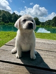 Cream White Labrador Puppies Available