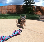 MAGNIFICENT LITTLER BABY READY  A NEW HOME