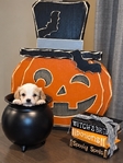 Cavapoochon Puppies