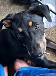 Free Doberman pinscher