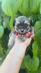 Tiny shorkies