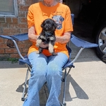 CKC Maltese -Schnauzer-Poodle puppies for Adoption