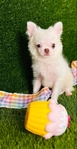 Chihuahua puppies Look!