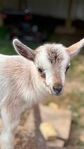 Goats