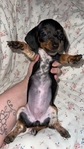 Mini dachshund female