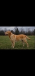 AKC lab puppies