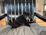 Border Aussie puppies