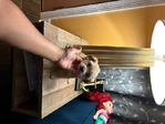Maltipoo baby boys