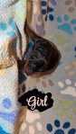 AKC bloodline Doberman puppies