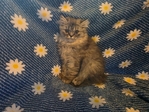Persian kittens