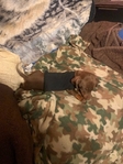 Mini Dachshund pup for sale