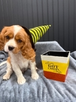AKC Cavalier King Charles Spaniel Puppies