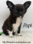 AKC Registered Male Applehead Chihuahuas