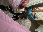 Lab mix 3 months