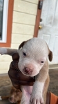 Puppies for sale