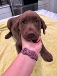 AKC Registered Chocolate Lab Puppies!