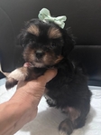Adorable Toy Shorkie Puppies