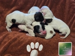 >🐾 Available Puppies in Southeast Texas! 🐾