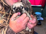 AKC Pug Puppys 6 wks old