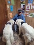 Great White Pyrenees puppies